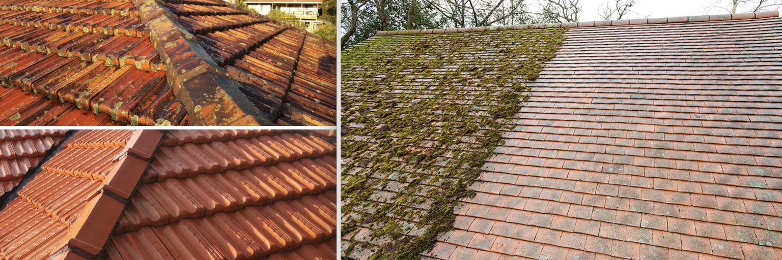 Moss Removal & Roof Cleaning Armour Grade Best Rated Service